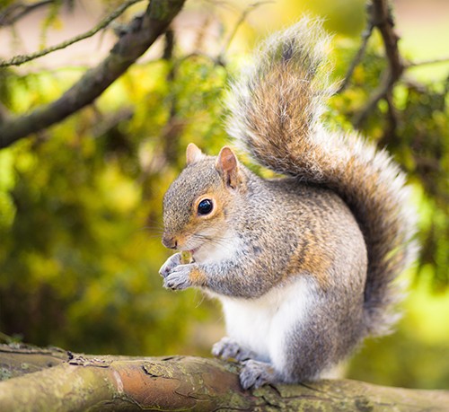 Grief Fog – The Day the Squirrels Stole My Keys by Greg Eckerman